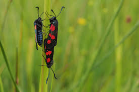 Attēlu rezultāti vaicājumam “Zygaena lonicerae”