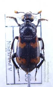 Attēlu rezultāti vaicājumam “Nicrophorus investigator imago”