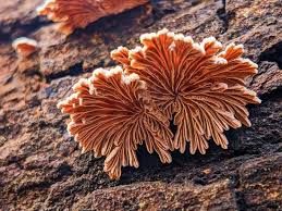 Attēlu rezultāti vaicājumam “Schizophyllum commune”