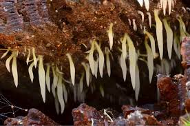 Attēlu rezultāti vaicājumam “Mucronella”