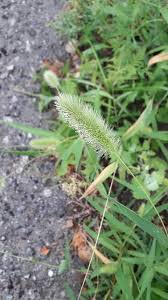 Attēlu rezultāti vaicājumam “Setaria viridis fruit”