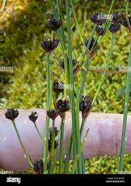 Attēlu rezultāti vaicājumam “Juncus alpinoarticulatus leaf”