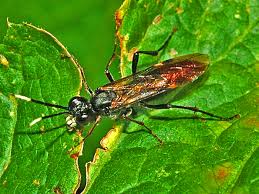 Attēlu rezultāti vaicājumam “Tenthredinidae”