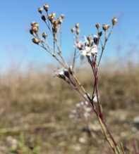 Attēlu rezultāti vaicājumam “Gypsophila fastigiata flower”