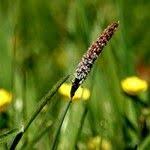 Attēlu rezultāti vaicājumam “Alopecurus pratensis fruit”