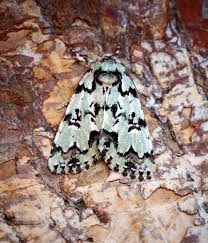 Attēlu rezultāti vaicājumam “Moma alpium”