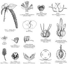 Attēlu rezultāti vaicājumam “Betula nana female flower”