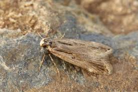 Attēlu rezultāti vaicājumam “Gelechia rhombella”