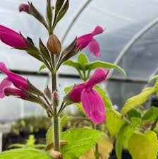 Attēlu rezultāti vaicājumam “Salvia nemorosa fruit”