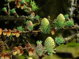 Attēlu rezultāti vaicājumam “Larix kaempferi female flower”