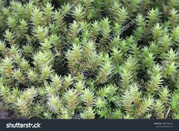 Attēlu rezultāti vaicājumam “Hedwigia ciliata”