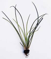 Attēlu rezultāti vaicājumam “Isoetes lacustris leaf”