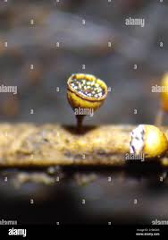 Attēlu rezultāti vaicājumam “Craterium minutum cf. var. brunneum macro”