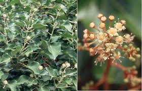 Attēlu rezultāti vaicājumam “Hedera helix  flower”