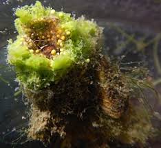 Attēlu rezultāti vaicājumam “Spongilla lacustris”