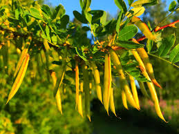 Attēlu rezultāti vaicājumam “Caragana arborescens flower”