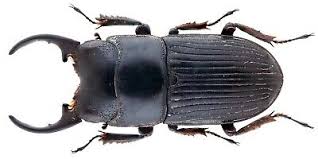 Attēlu rezultāti vaicājumam “Lucanidae”