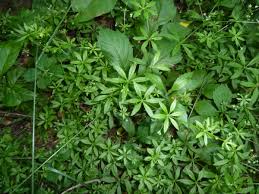 Attēlu rezultāti vaicājumam “Galium triflorum fruit”