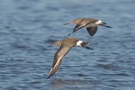 Image result for Limosa haemastica