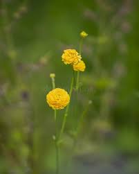 Attēlu rezultāti vaicājumam “Ranunculus acris flower”