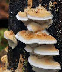 Attēlu rezultāti vaicājumam “Postia fragilis”