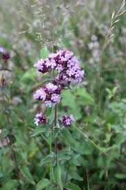 Attēlu rezultāti vaicājumam “Origanum vulgare flower”