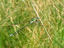 Attēlu rezultāti vaicājumam “Lestes virens”