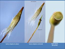 Attēlu rezultāti vaicājumam “Blepharostoma trichophyllum sporophyte”