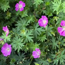 Attēlu rezultāti vaicājumam “Geranium sanguineum leaf”