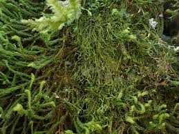 Attēlu rezultāti vaicājumam “Anomodon viticulosus”