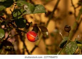 Attēlu rezultāti vaicājumam “Rosa majalis fruit”