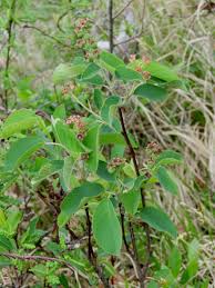 Attēlu rezultāti vaicājumam “Amelanchier spicata fruit”