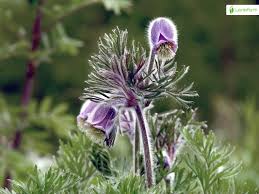 Attēlu rezultāti vaicājumam “Pulsatilla pratensis leaf”