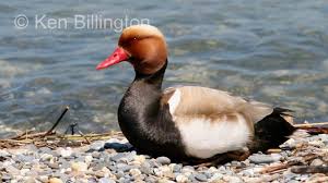 Image result for Netta rufina