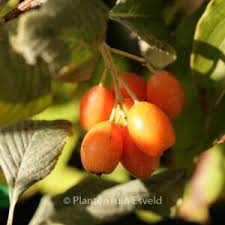 Attēlu rezultāti vaicājumam “Sorbus intermedia fruit”