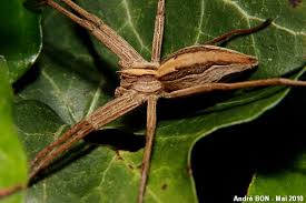 Attēlu rezultāti vaicājumam “Pisaura mirabilis cocoon”