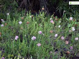 Attēlu rezultāti vaicājumam “Erica tetralix fruit”