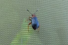 Attēlu rezultāti vaicājumam “Capsus ater imago”