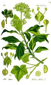 Attēlu rezultāti vaicājumam “Hedera helix  flower”