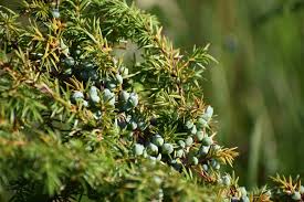 Attēlu rezultāti vaicājumam “Juniperus communis leaf”