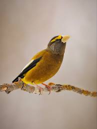 Image result for Hesperiphona vespertina