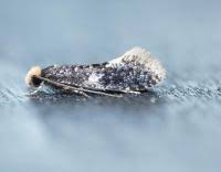 Attēlu rezultāti vaicājumam “Monopis weaverella”