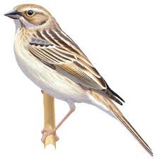 Image result for Emberiza pallasi