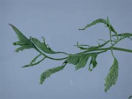 Attēlu rezultāti vaicājumam “Lycopersicon esculentum leaf”