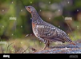 Attēlu rezultāti vaicājumam “Tetrao urogallus female”