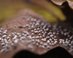 Attēlu rezultāti vaicājumam “Didymium serpula”