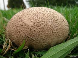 Attēlu rezultāti vaicājumam “Calvatia excipuliformis”