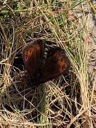 Attēlu rezultāti vaicājumam “Erebia aethiops upperside”