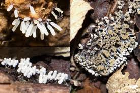 Attēlu rezultāti vaicājumam “Willkommlangea reticulata”