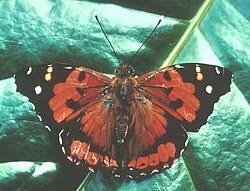 Image result for Papilionoidea